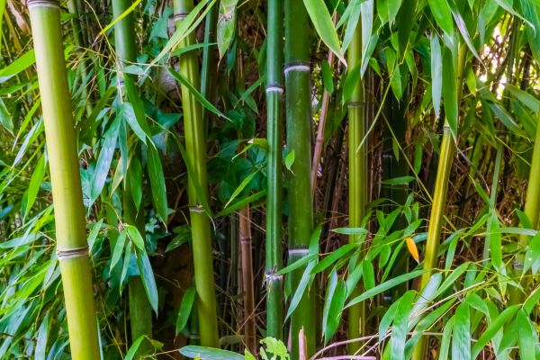 Bamboo Trimming in Montgomery