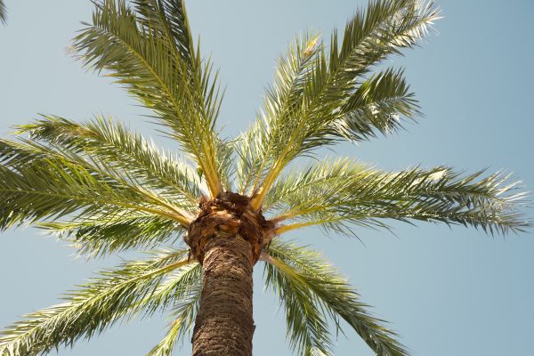 Palm Tree Pruning in Montgomery