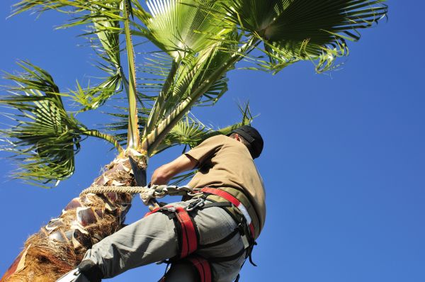 Palm Tree Trimming in Montgomery