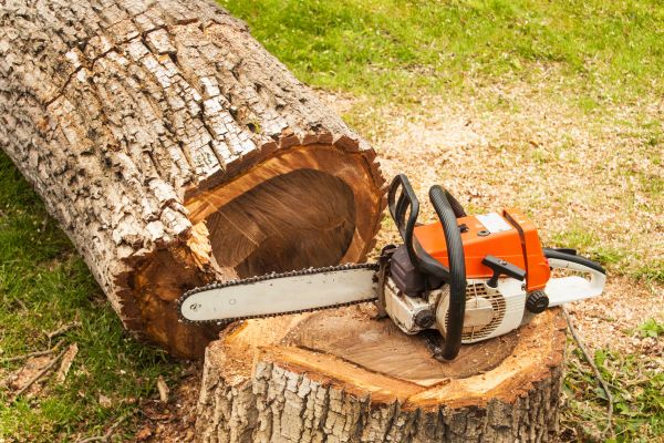 Tree Cutting Service in Montgomery