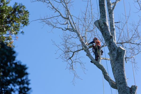 Tree Topping Service in Montgomery