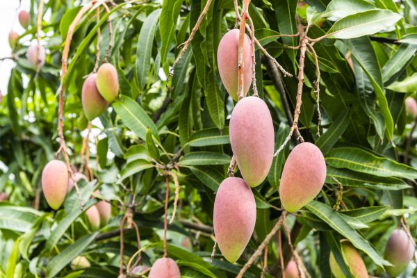 Mango Tree Trimming in Montgomery