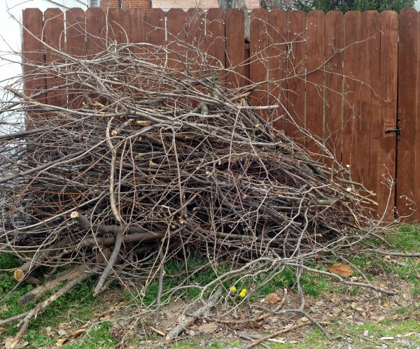Dead Branch Removal in Montgomery