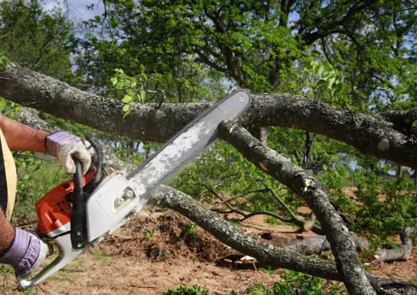 Tree Branch Cutting in Montgomery