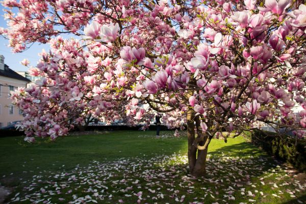 Ornamental Tree Pruning in Montgomery