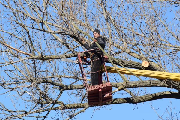 Emergency Tree Trimming in Montgomery
