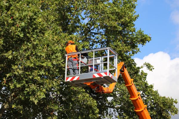 Commercial Tree Service in Montgomery