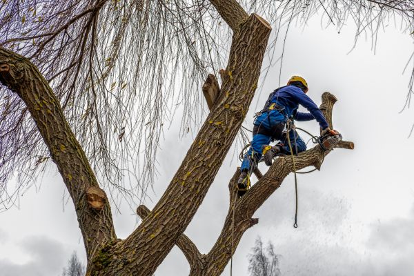 Tree Maintenance Service in Montgomery