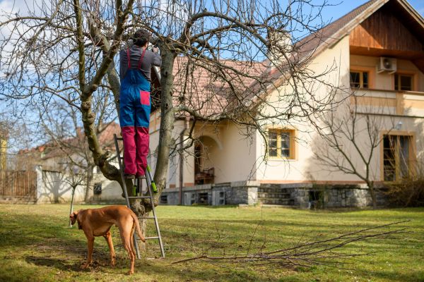 Residential Tree Trimming in Montgomery