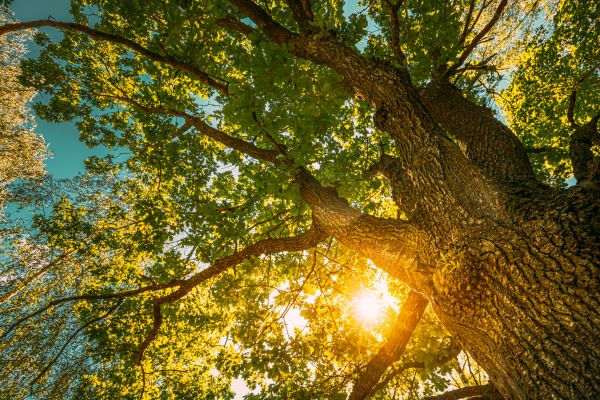 Oak Tree Pruning in Montgomery