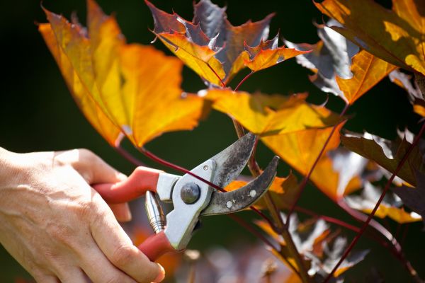 Maple Tree Pruning in Montgomery