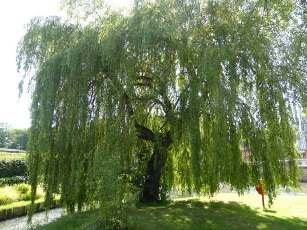 Willow Tree Trimming in Montgomery