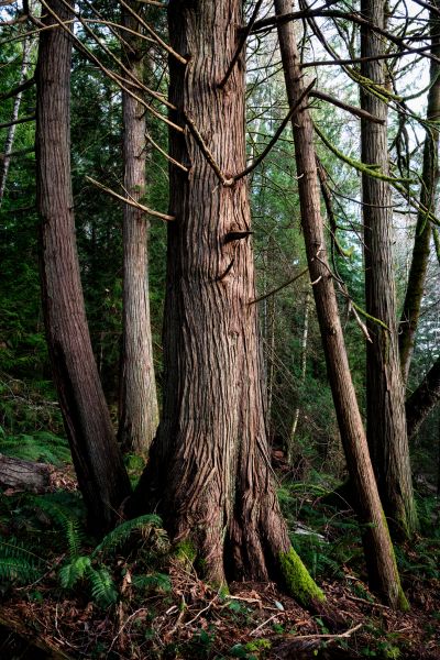 Cedar Tree Trimming in Montgomery