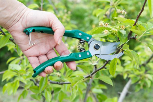 Pear Tree Pruning in Montgomery