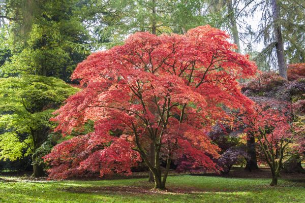 Japanese Maple Pruning in Montgomery