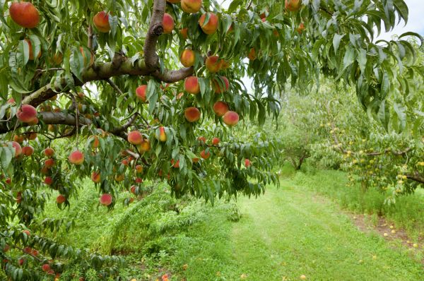 Peach Tree Pruning in Montgomery