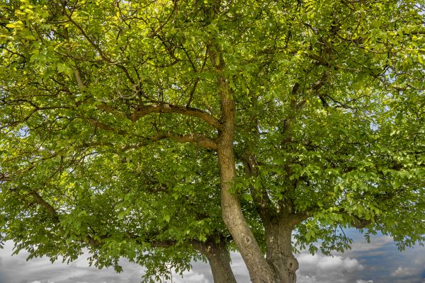 Walnut Tree Trimming in Montgomery