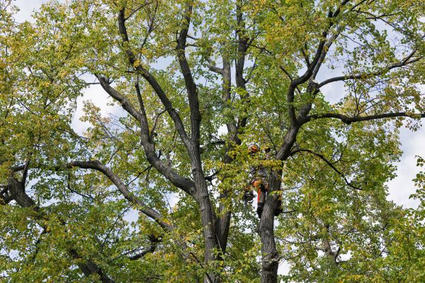Tree Crown Shaping in Montgomery