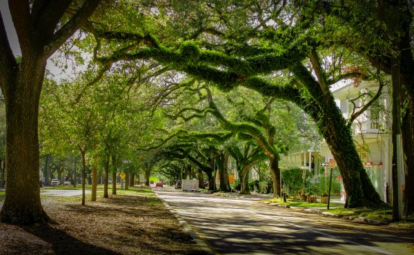 Tree Canopy Thinning in Montgomery