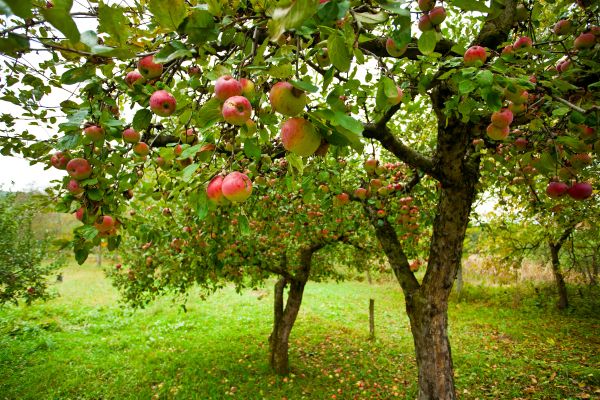 Apple Tree Pruning in Montgomery