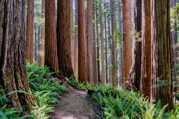Redwood Tree Trimming in Montgomery