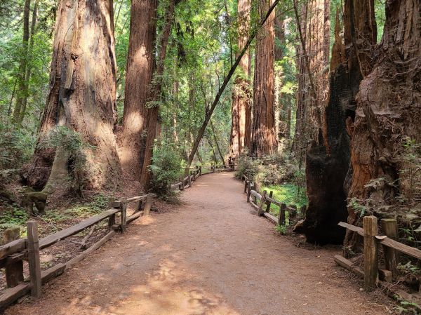 Redwood Tree Pruning in Montgomery