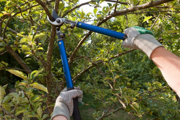 Residential Tree Pruning in Montgomery