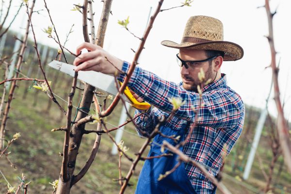 Orchard Tree Pruning in Montgomery