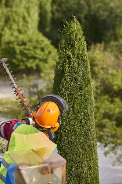 Cypress Tree Trimming in Montgomery