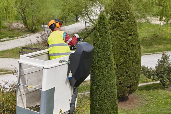 Cypress Tree Pruning in Montgomery