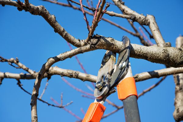 Peach Tree Trimming in Montgomery