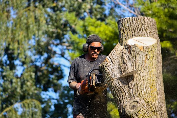 Ash Tree Pruning in Montgomery