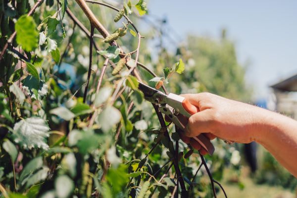 Birch Tree Pruning in Montgomery