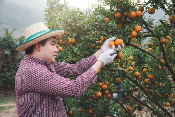 Orange Tree Pruning in Montgomery