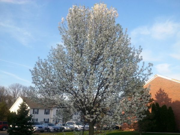 Bradford Pear Tree Pruning in Montgomery