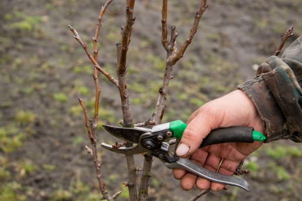 Pear Trees Pruning in Montgomery