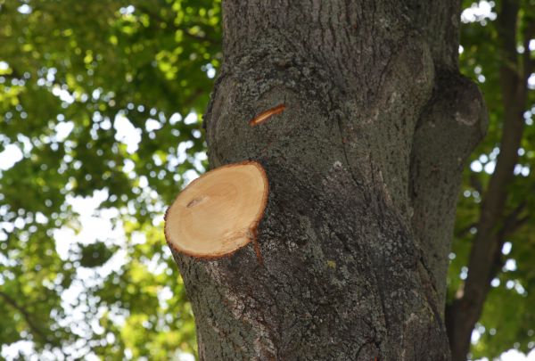 Limb Cutting in Montgomery