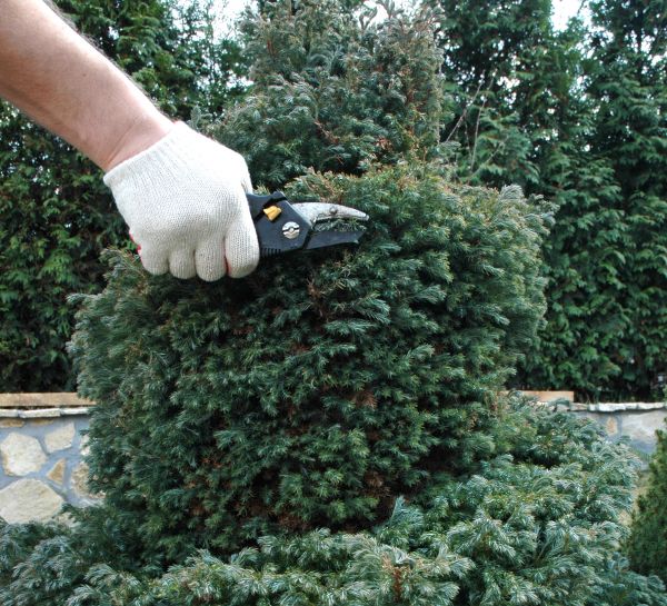 Ornamental Tree Trimming in Montgomery