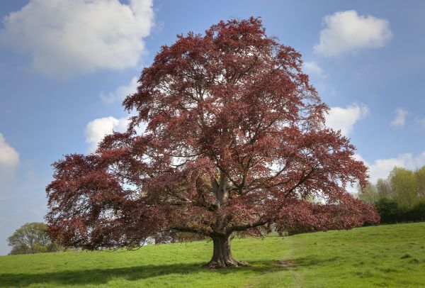 Beech Tree Pruning in Montgomery