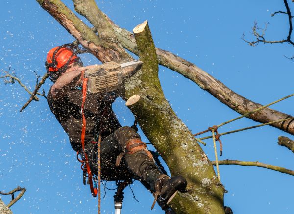 Tree Trimming Service in Montgomery
