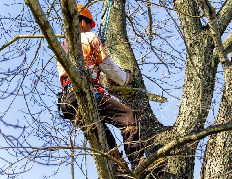 Tree Trimming
