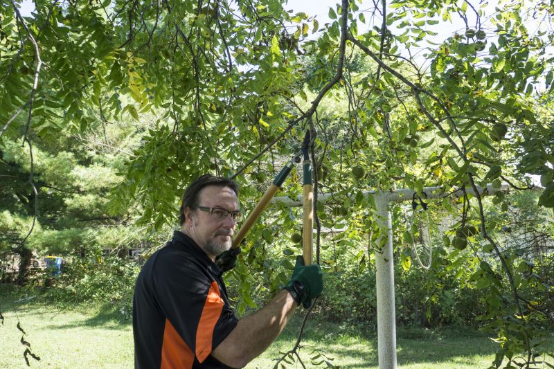 Tree Trimming