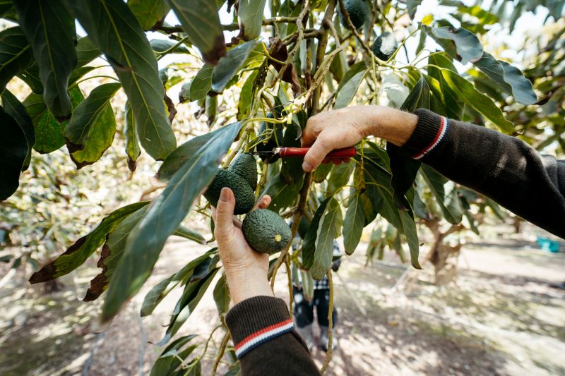 Apple Tree Pruning