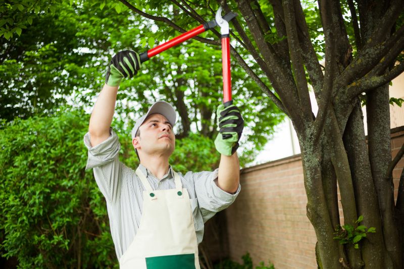 Beech Tree Pruning