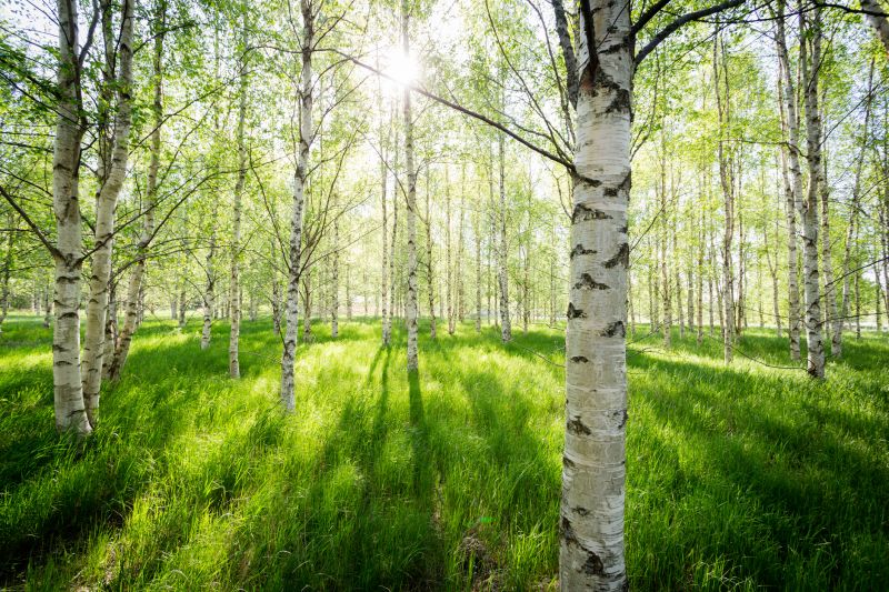 Birch Tree Pruning