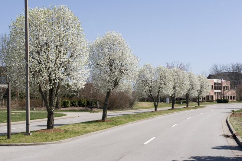Bradford Pear Tree Pruning