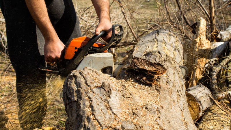 Cedar Tree Pruning