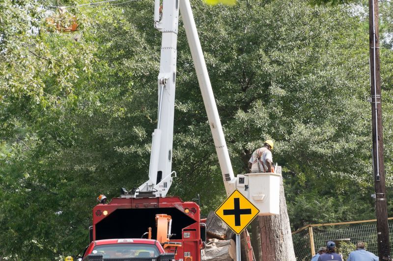 Commercial Tree Service