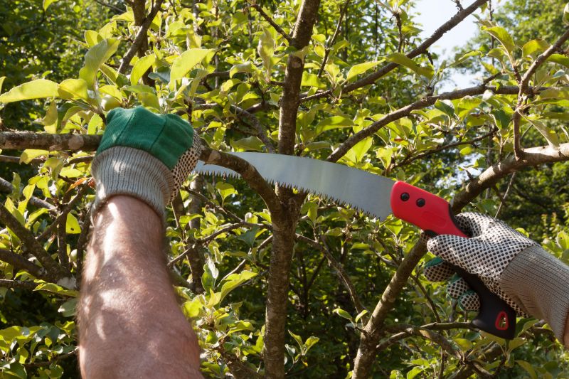 Cypress Tree Pruning