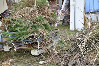 Dead Branch Removal